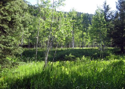 Teton Canyon Campground