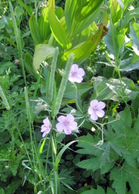Wildflowers Everywhere Here