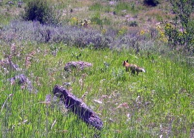And a Red Fox
