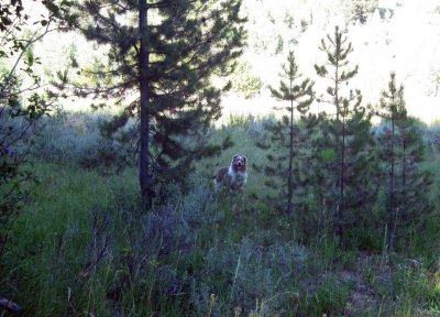 Skye Lea at Mill Canyon Campground