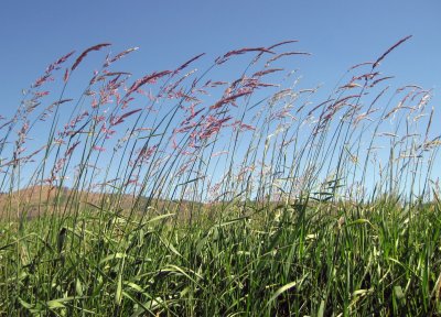 Grass Beside the Blackfoot River
