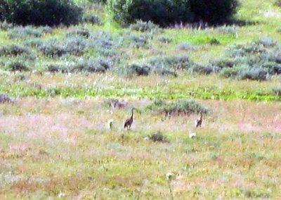 Sandhill Cranes, Parents and One Chick