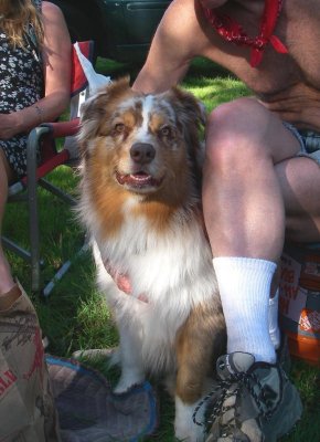 Most Wonderful Dog Skye Lea