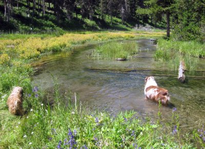 Chuckie and Skye Lea at the Headwaters of Idaho's Buffalo River