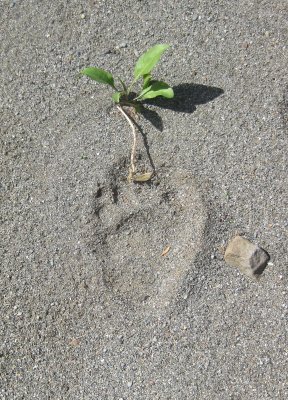 A Bear Track on Cache Creek