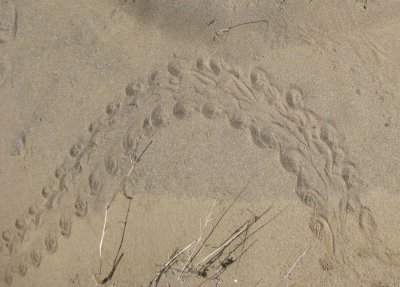 A Turtle Track on Cache Creek
