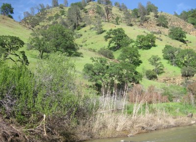 A Cache Creek Hillside in Early Spring 