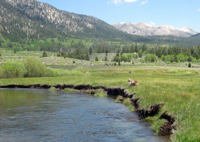 Skye Lea alongside the West Fork of the Carson