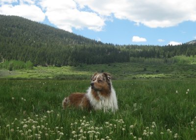 The Most Handsome Dog in the World