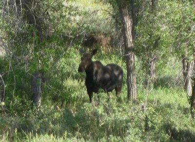 A Mama Moose and Calf that Resided Near Our Camp