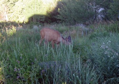 The Mule Deer Doe that Came to Visit Lisa each Morning and Evening