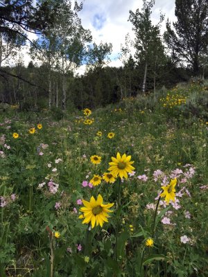 Wyoming Wildflowers #1