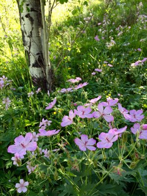 Wyoming Wildflowers #4
