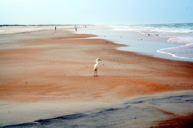 Egret