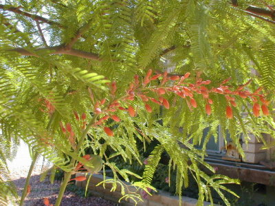 Red tipped yucca under a Chilean Mesquite