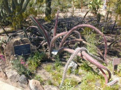 Octopus cactus at the Botanical gardens