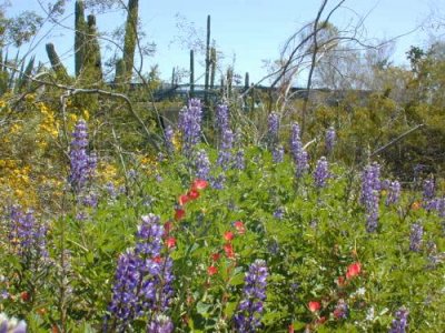 Wild Lupines