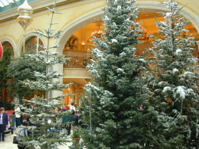 The Forest inside the Atrium.