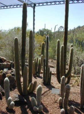 A stand of cactus at the Botanical Gardens