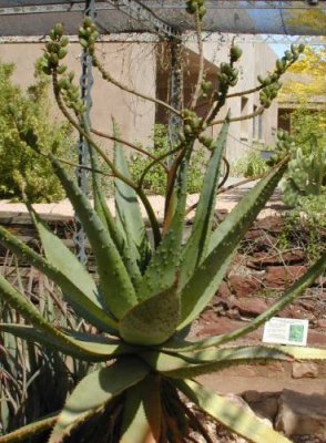 Aloe At the Botanical Gardens