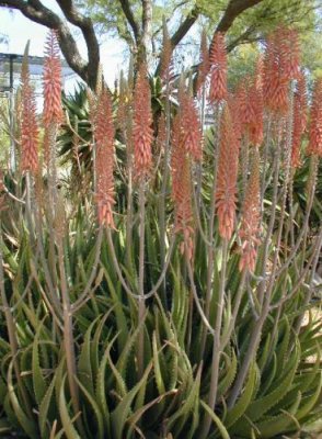 Another type of Aloe/Botanical Gardens