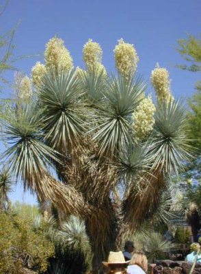 Giant Yucca/Botanical Gardens
