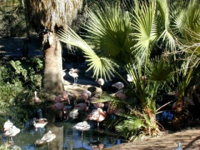 Flamingos/Phoenix Zoo