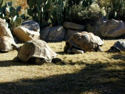 Giantturtles/Phoenix Zoo