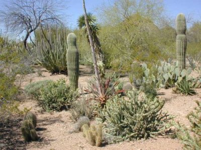 Desert Scene