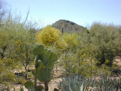 Desert Scene