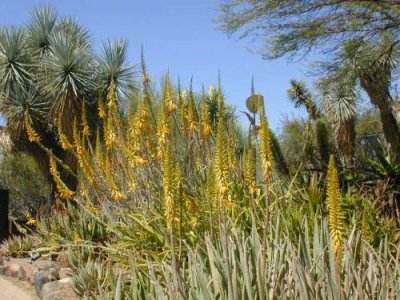 Aloe plant