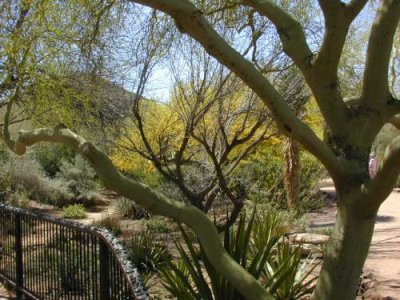 Palo Verde Trees