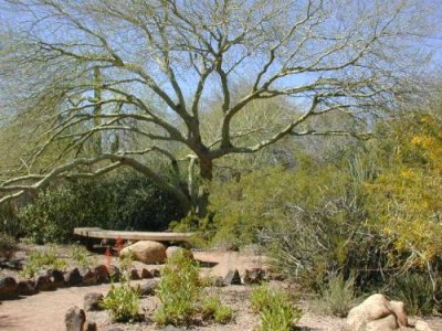 Palo Verde/Resting place