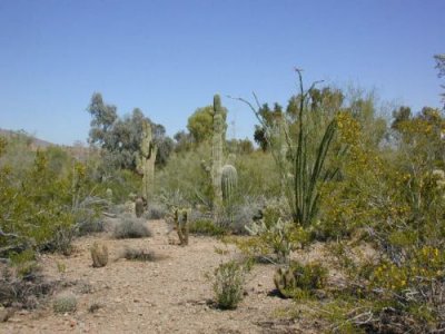 Desert Scene