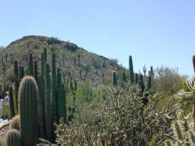 Desert Scene