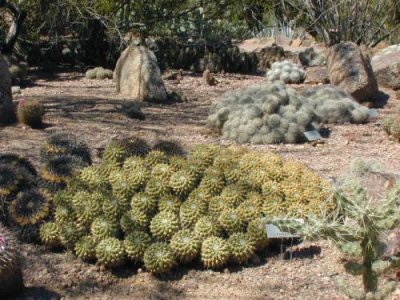 Miniture Cactus