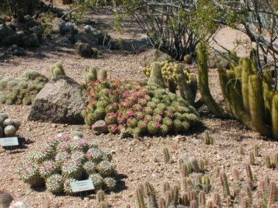 Miniture Cactus