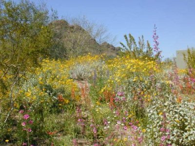 Wildflower scene