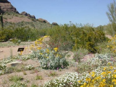 Desert scene