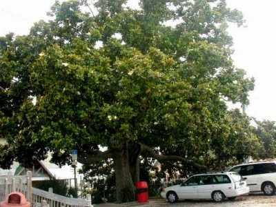 Giant Magnolia Tree in Front of the Lucky Snapper