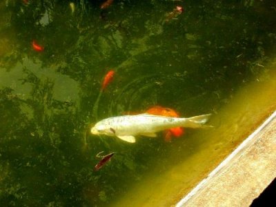 Eden Gardens State Park/Goldfish Pond