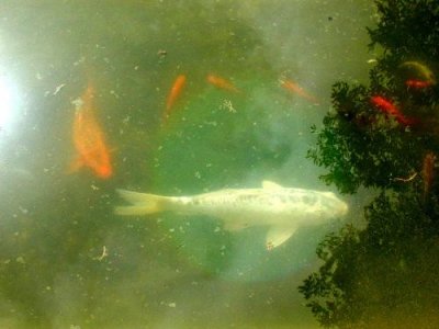 Eden Gardens State Park/Goldfish Pond