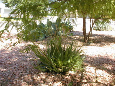 My Arizona Frontyard