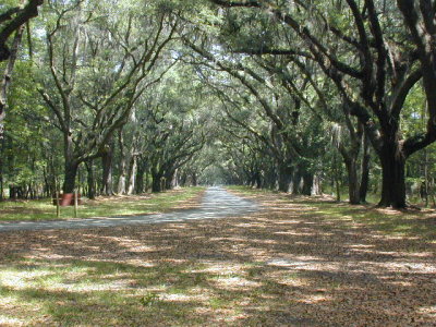 The 1.5 miles of Oaks at Wormsloe