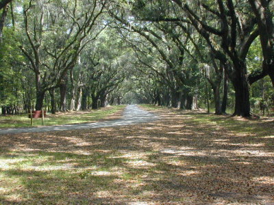 The 1.5 miles of Oaks at Wormsloe