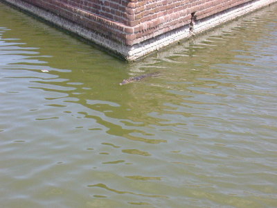 Small Aligators live in the Moat