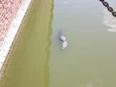 Gator