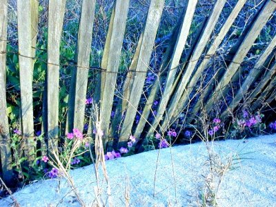Sand Verbena along the fence line