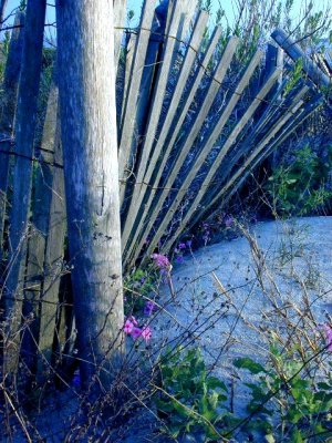 Sand Verbena along the fence line