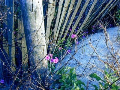 Sand Verbena along the fence line